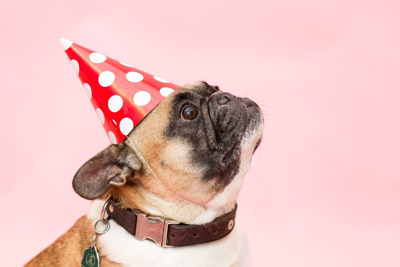 dog, pug, party