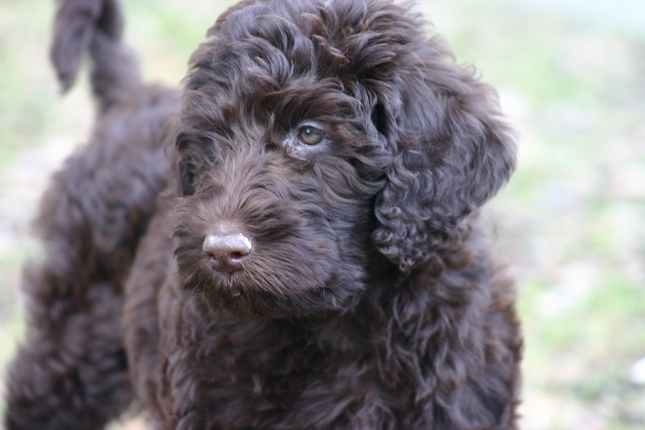 labradoodle, dog, race