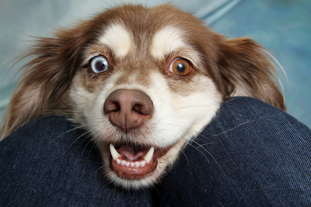 brown and white dog, mixmatched eyes, face