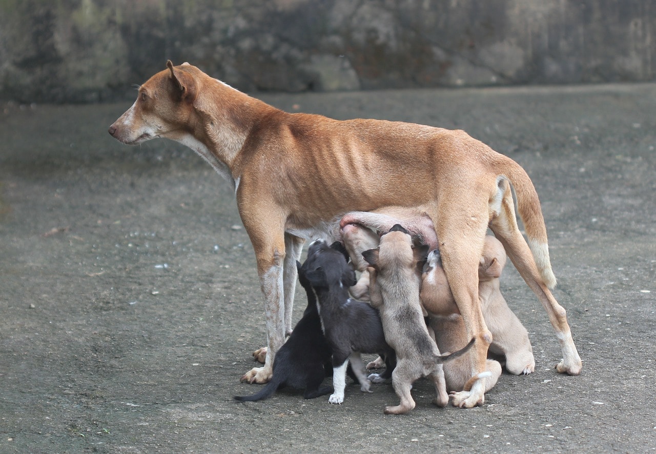 dog mother, motherly love, dog