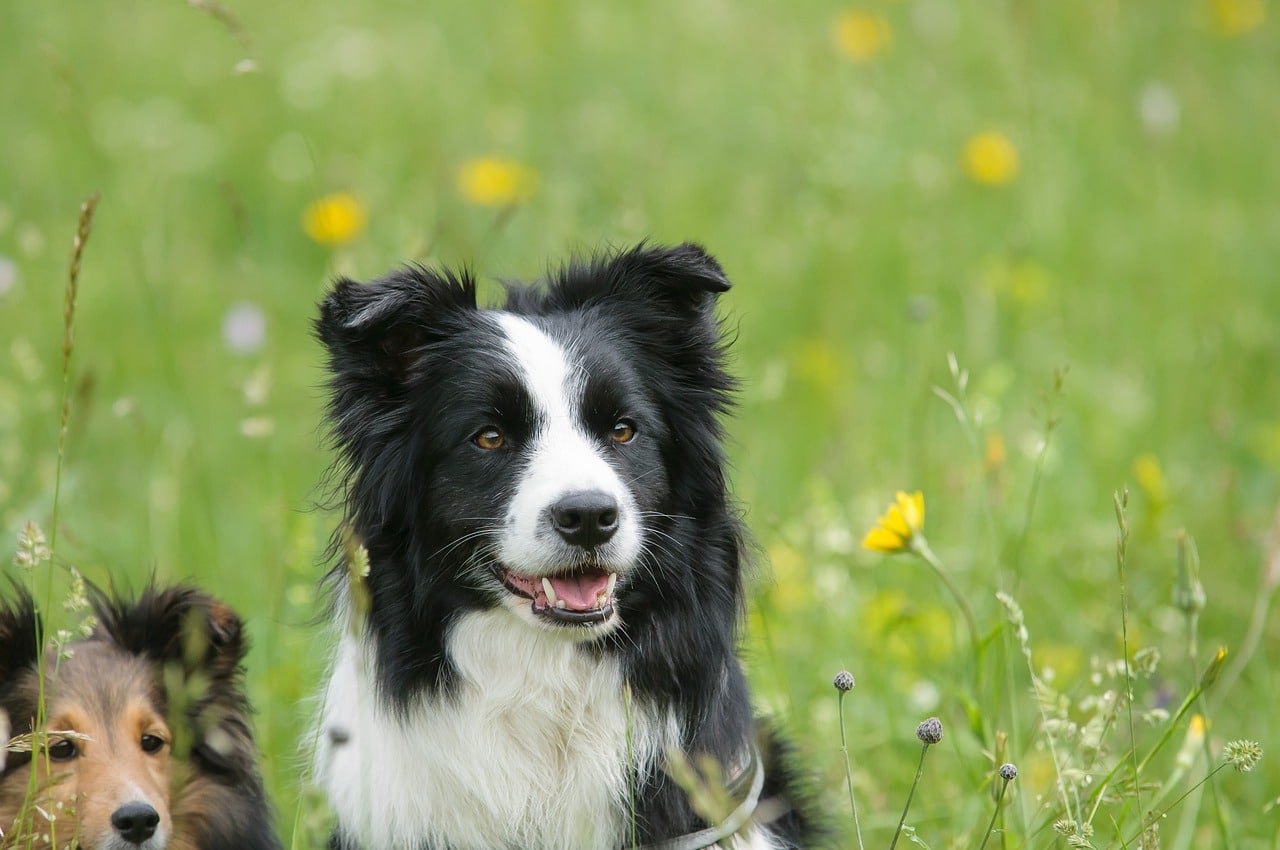 border collie, sheltie, dog