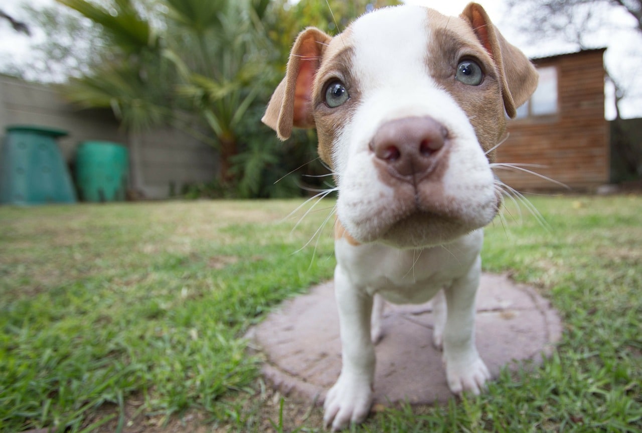 puppy, pitbull, dog