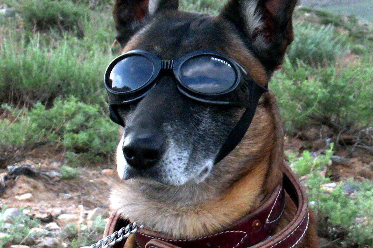 german shepherd, dog, goggles